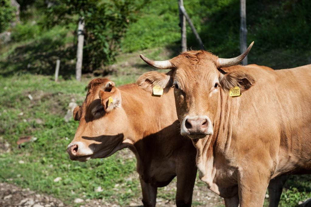 Agriturismo Di Baroni Enzo Dicomano المظهر الخارجي الصورة